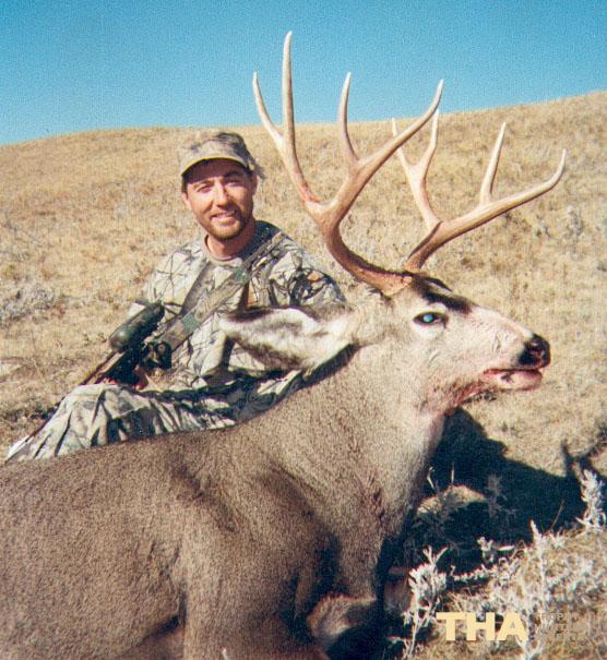 Mule Deer F