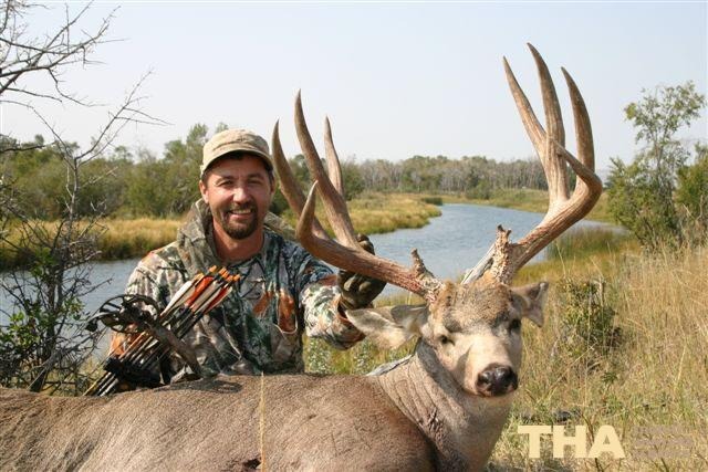 Mule Deer D