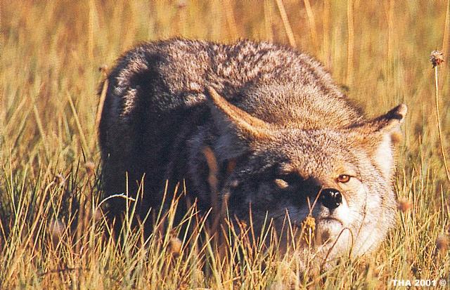 Wolf and Coyote B